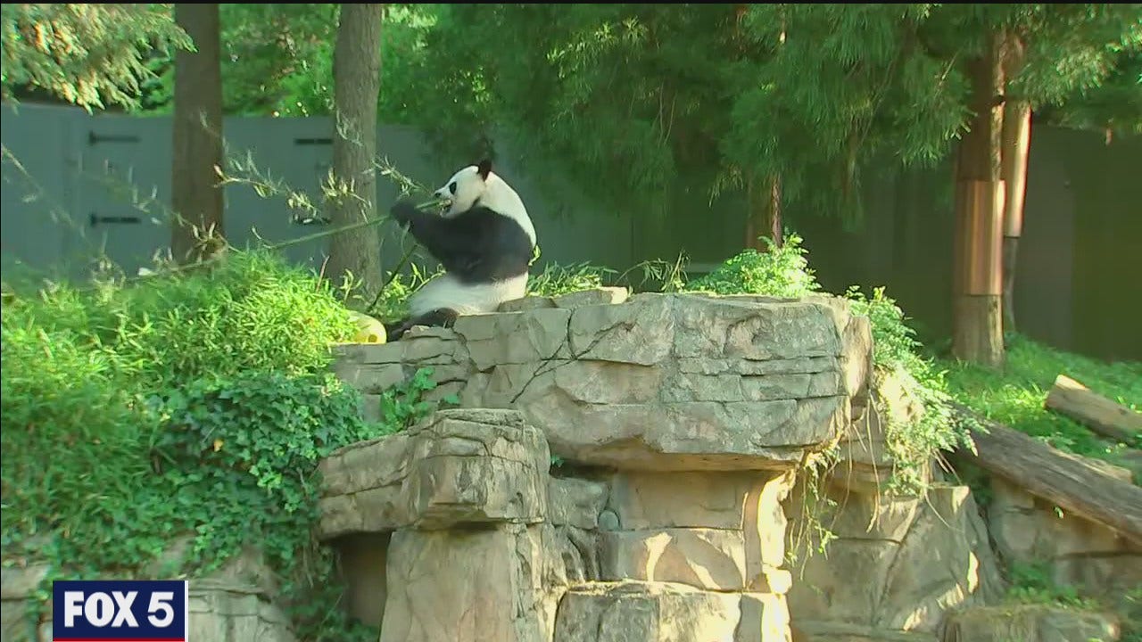 National Zoo including panda exhibit officially reopens!