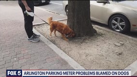 Arlington has a stern warning for dog owners who let their pups relieve themselves on parking meters