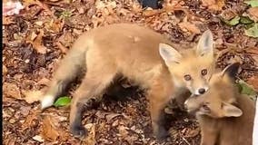 Video: Fox family pops up in Springfield backyard