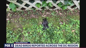 Birds are dropping dead in Arlington and DC region prompting an investigation into cause