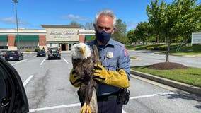 Howard County police officer rescues injured bald eagle