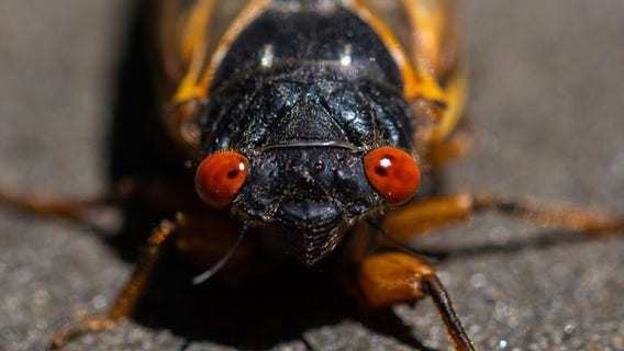 Cicada pee is the newest thing to watch out for this summer