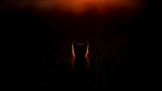 Fox pups thrive on Maryland’s Kent Island