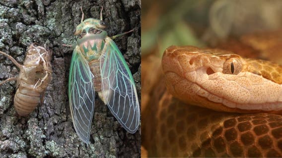 Brood X: Myth that cicadas increase copperhead sightings debunked