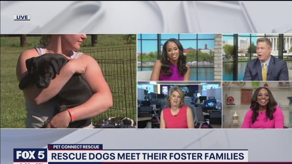 Rescue dogs meet their foster families