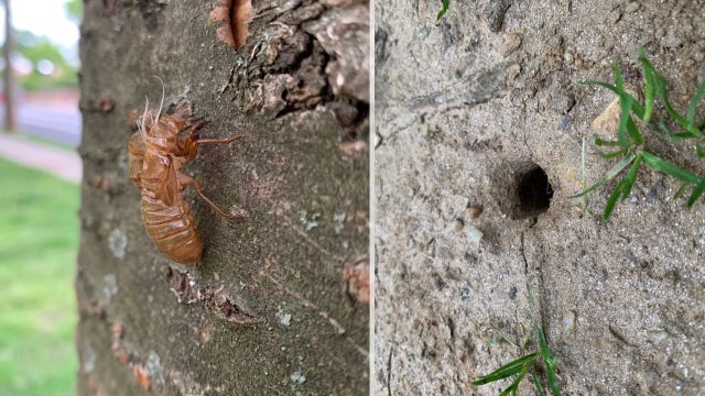 Evidence of cicadas spotted across parts of DC region as insects begin to emerge