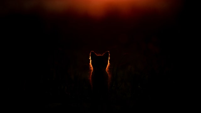 Fox pups thrive on Maryland’s Kent Island