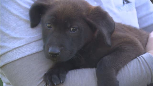 Dogs rescued from overcrowded shelter in South Carolina hope for forever homes in DC region