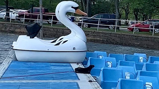 North American river otter spotted around National Mall