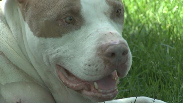 Recovery continues for dog shot, left for dead in Manassas Park