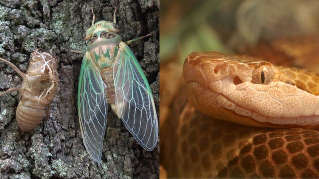 Brood X: Myth that cicadas increase copperhead sightings debunked