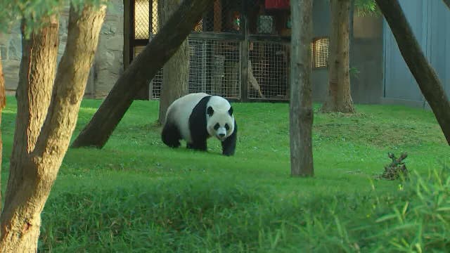 How to see the pandas when the National Zoo reopens this weekend