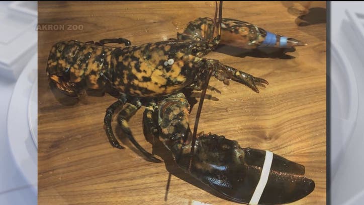 Rare lobster saved from being dinner at Red Lobster: 'One in every 30 million' - Vimarsana News