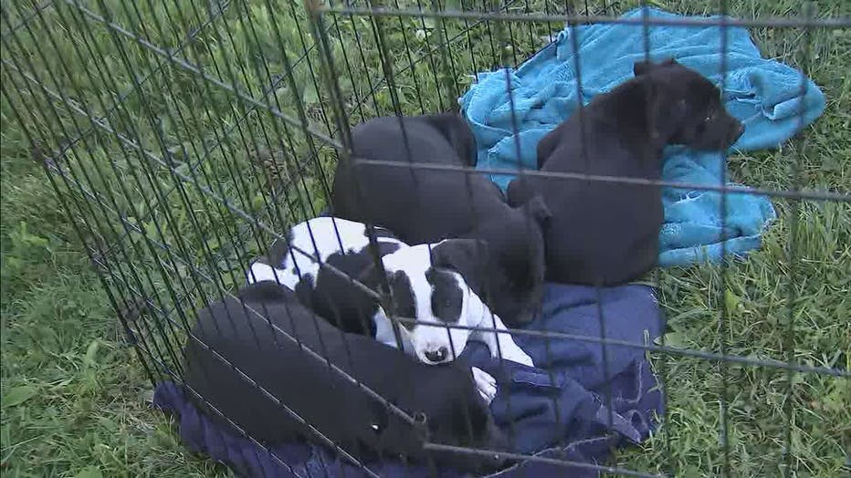 Dogs Rescued From Overcrowded Shelter In South Carolina Hope For Forever Homes In Dc Region