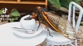 Angie Goff has fun with cicadas on TikTok with sundaes, skits