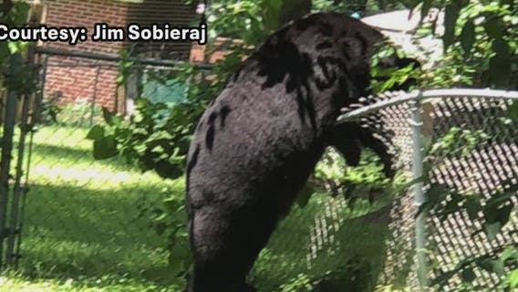 Frederick buzzing over black bear sighting