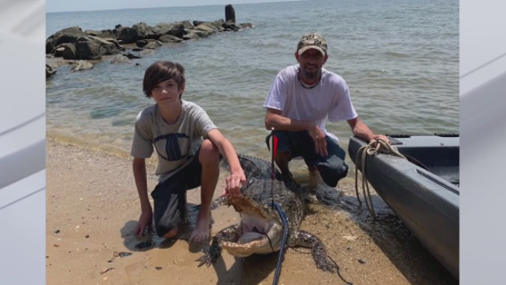 Maryland man captures, kills 7-foot alligator in Chesapeake Bay