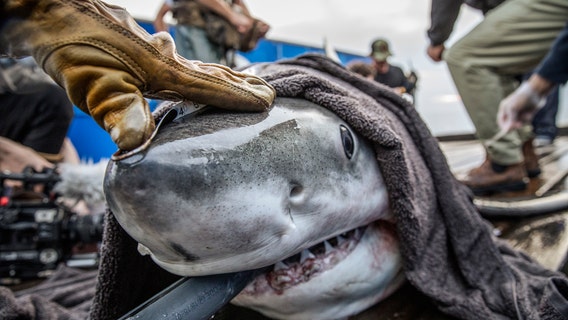 Great white shark spotted at Delaware Bay, heading up Eastern Shore