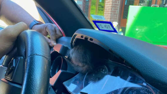 Howard County firefighters rescue newly adopted kitten from dashboard