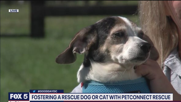 Foster families needed for pets