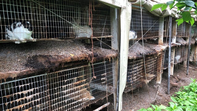 367 animals seized from Loudoun County home in hoarding case