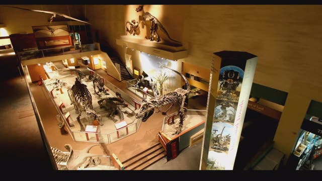 Smithsonian’s National Museum of Natural History to reopen June 18