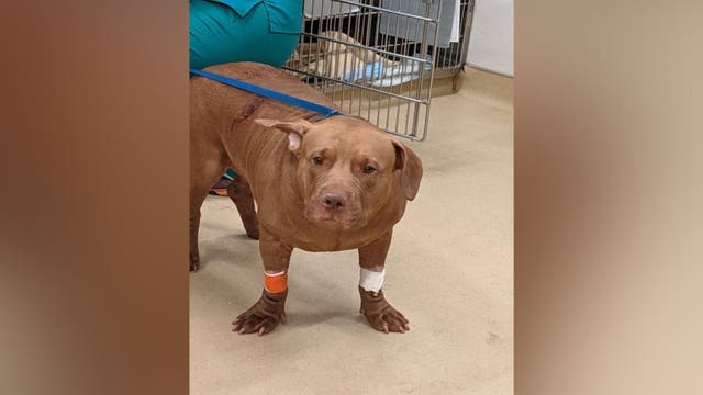 Reward offered for info after dog was stabbed 10 times in Southeast DC