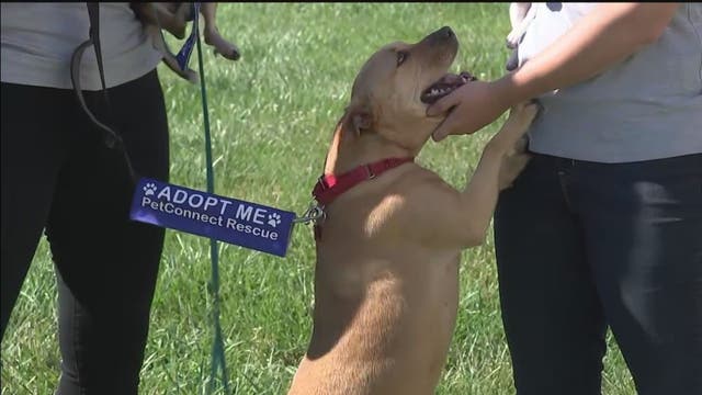 Fur-ever friends available for adoption through Humane Rescue Alliance