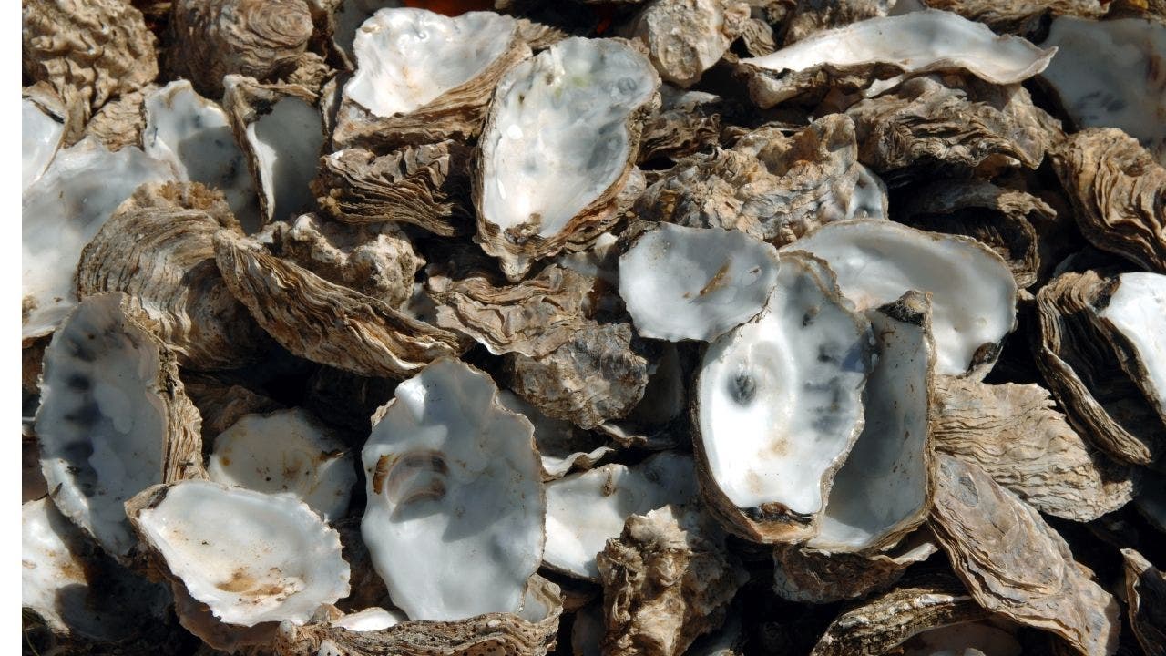 Bunch of empty oyster shells for decoration