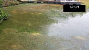 Public advised not to swim in certain area of Lake Anna due to potential algal activity