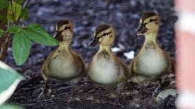 Ducklings find new home, neighbors at senior living facility in Ashburn