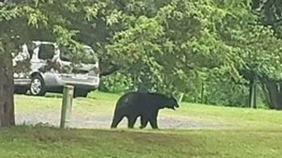 Black bear spotted in backyard of Fauquier County home