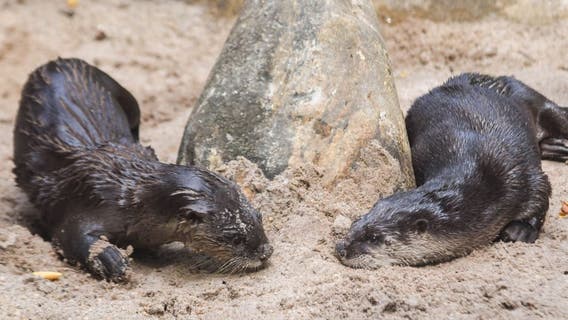Otters welcomed back to Maryland Zoo after months of renovations