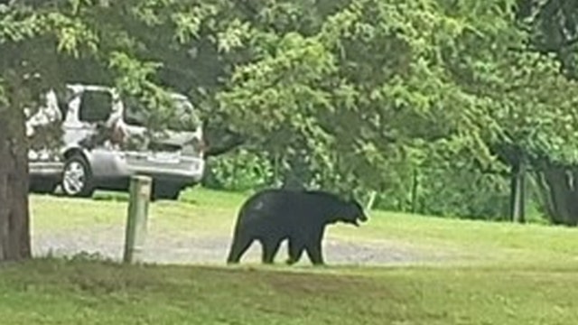 Black bear spotted in backyard of Fauquier County home