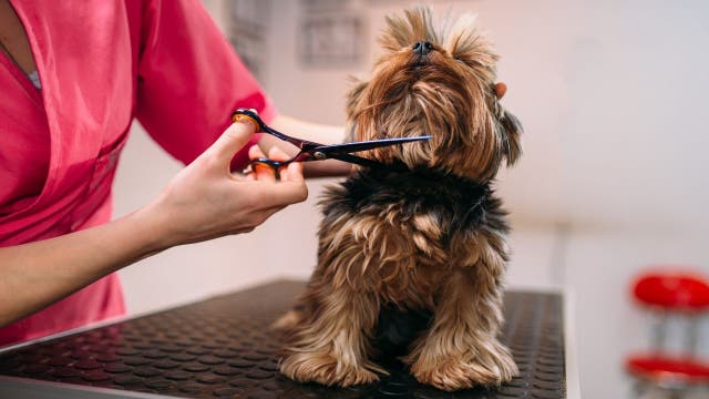 What pet owners need to know about grooming regulations, licensing in the DMV