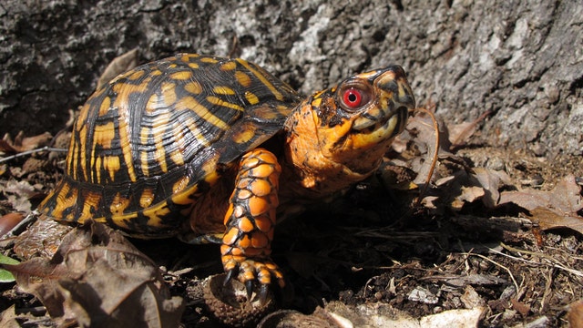 Box turtle pet ban now in effect in Virginia