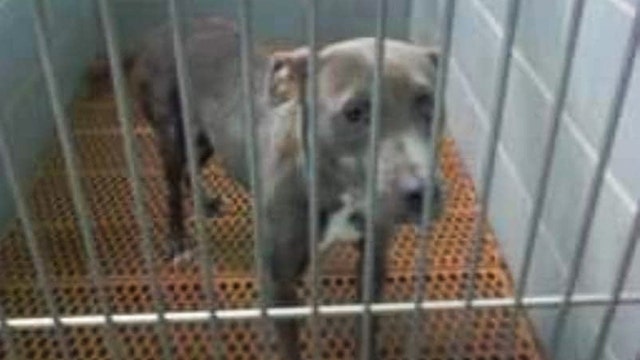 Animal shelters across DC region make adoption easier as many near capacity