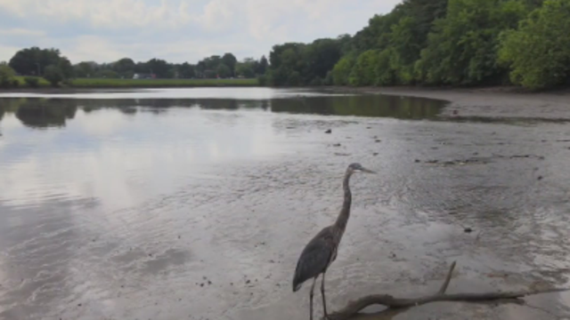 Wildlife and water return to Lake Whetstone after draining accident
