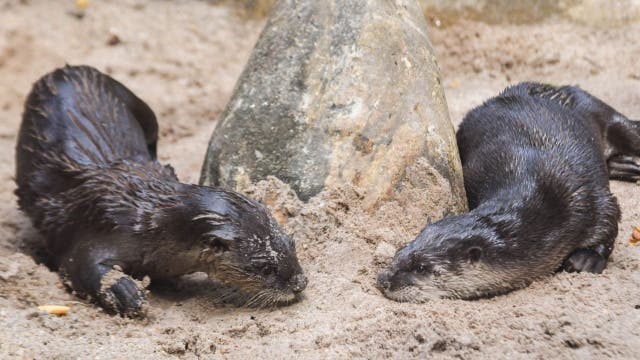 Otters welcomed back to Maryland Zoo after months of renovations