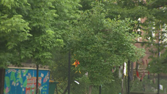 New study finds that planting trees can help drop early evening temperatures