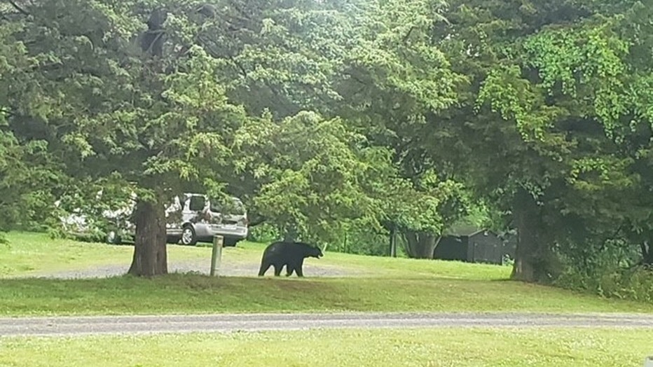 Black bear spotted in backyard of Fauquier County home