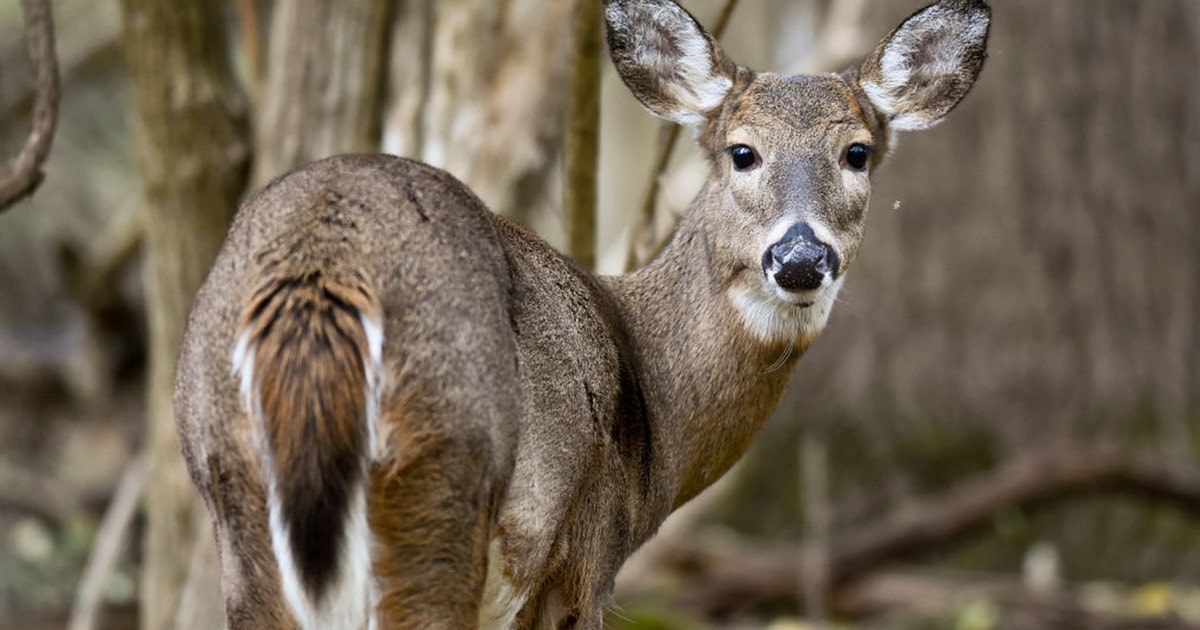 Deer-vehicle collisions rise when daylight saving time ends: study ...
