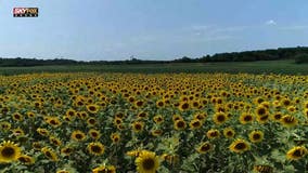 Video: Summer of Sunflowers in Virginia