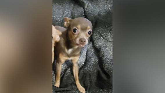 Maryland family searching for quadriplegic son’s missing therapeutic dog