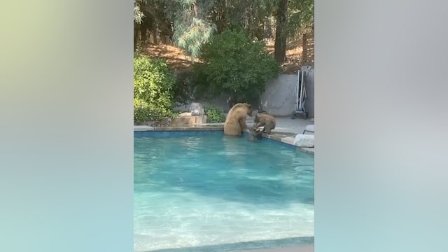 A family of bears spotted swimming in California couple's pool