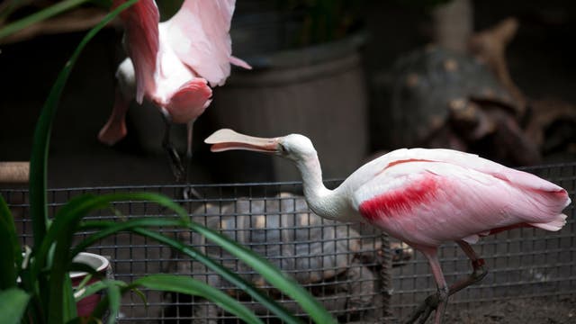 Pink spoonbill reportedly spotted in DC area, far from Florida home