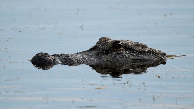 Alligator search underway in St. Mary’s County, officials say