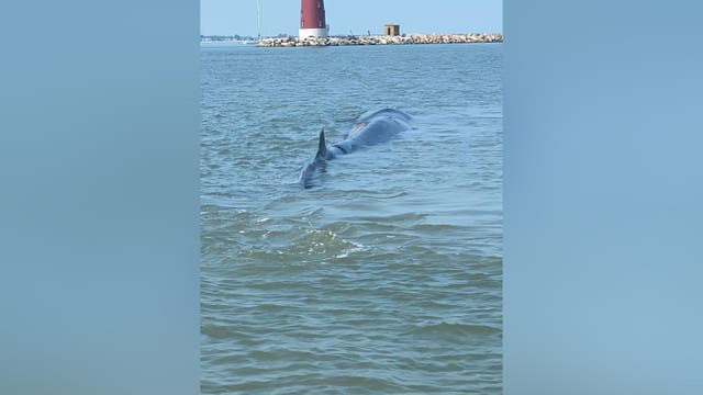 Ocean experts working to save fin whale stranded near Delaware shore