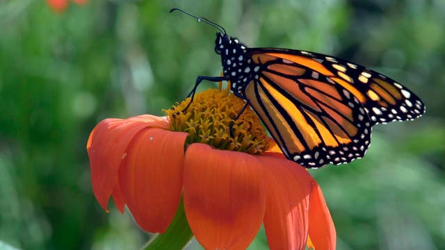Last chance to catch Maryland monarchs before migration