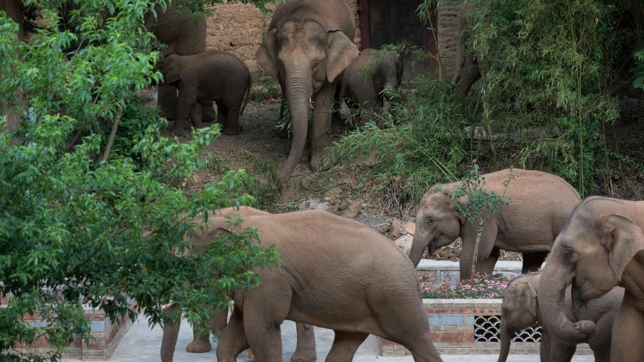 China elephant herd